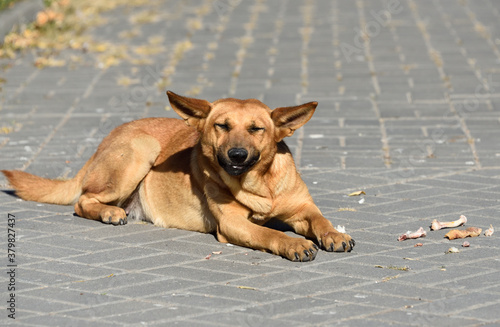 homeless dog on the street chews a bone © MAKSIM