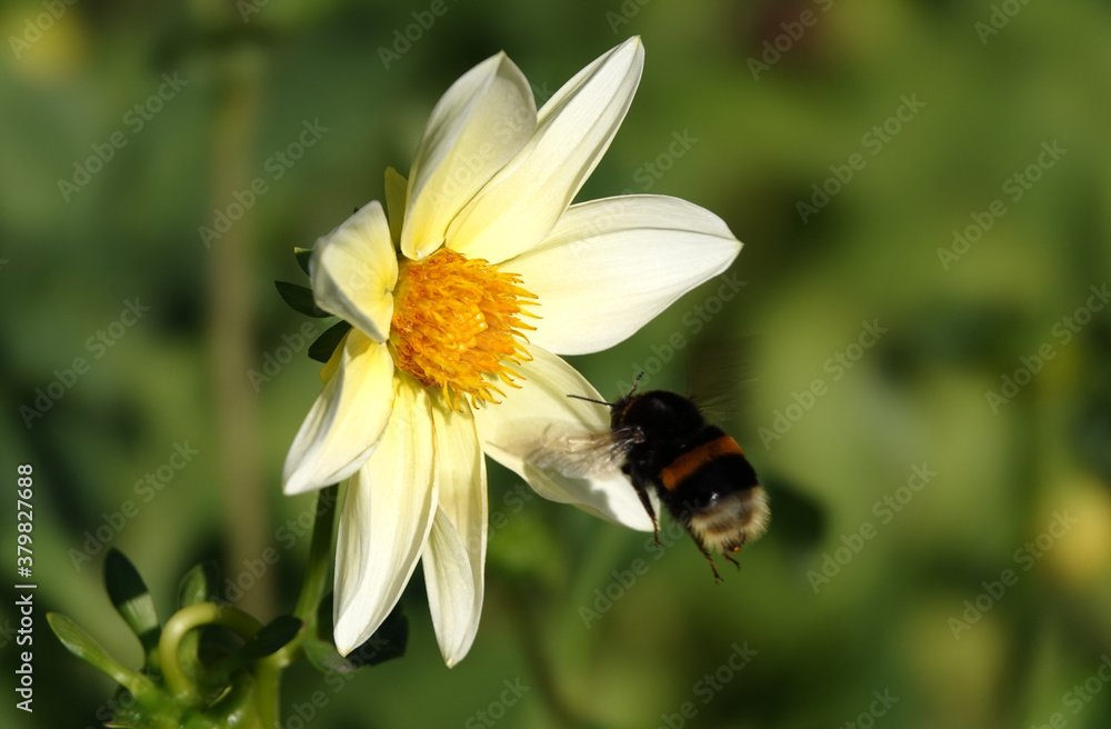 Flowers Dahlia Minion - Dahlia Pinnata Flowers Dahlia Minion - Dahlia Pinnata