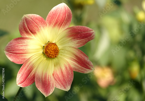 Flowers Dahlia Minion - Dahlia Pinnata