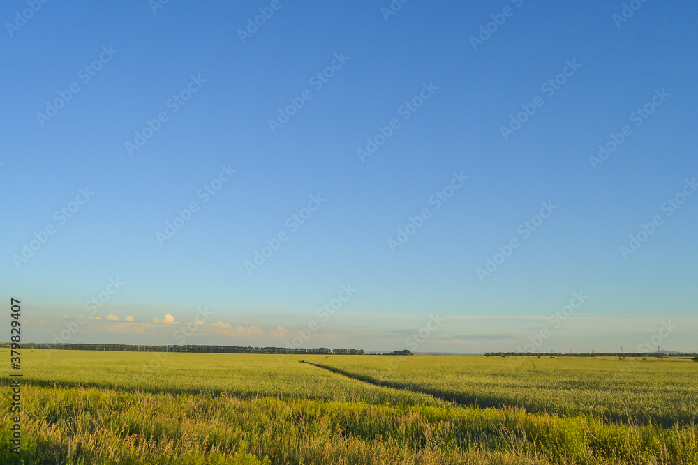 Fototapeta premium field of wheat
