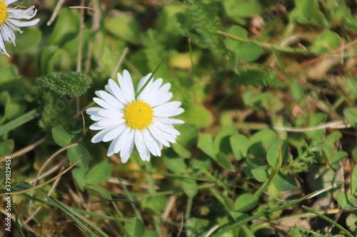 Beautiful daisy, flower in the nature