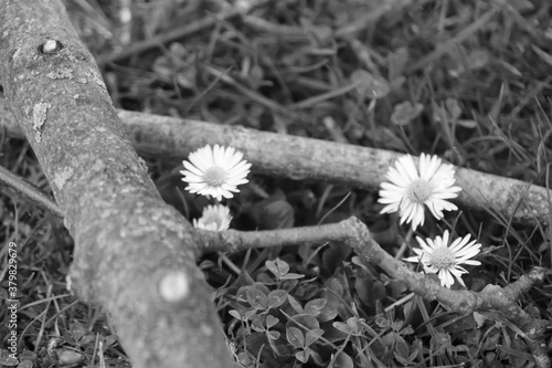 Beautiful daisy, flower in the nature