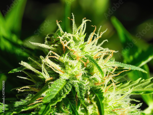 Ripe cannabis plant macro - Northern Light. Blooming female marijuana with large bud colas flowers and visible developing white pistil hairs and amber trichomes. Hemp Illuminated by sunlight. Close-up