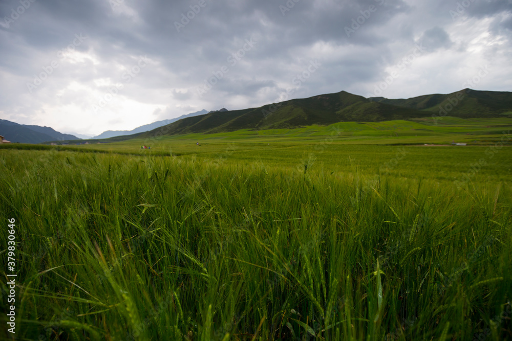 wheat field wheat field