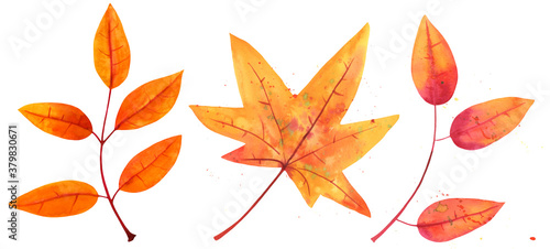 A collection of watercolor autumn branches and leaves, isolated on a white background, a fall set