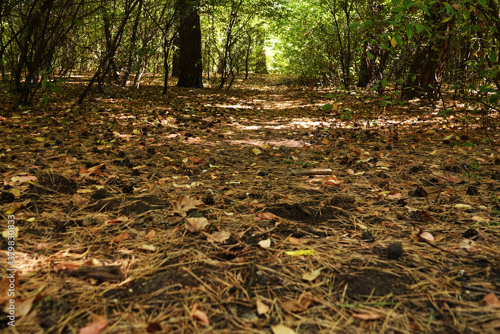 custom made wallpaper toronto digitalPath in the forest