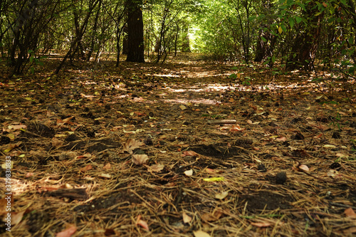 Wallpaper Mural Path in the forest Torontodigital.ca
