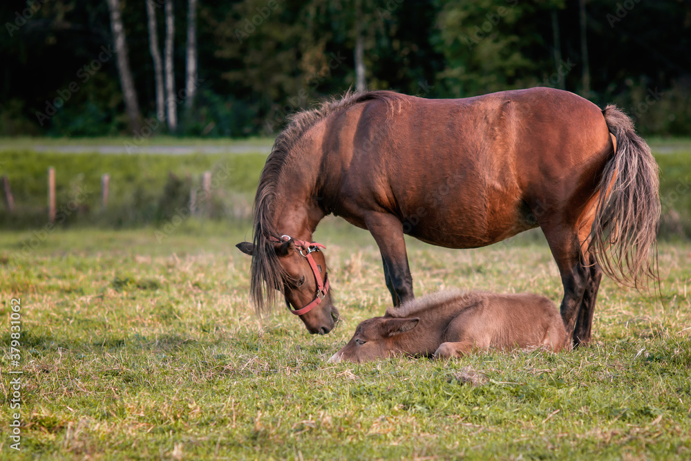 Fototapeta premium Mule foal with mare on the grass