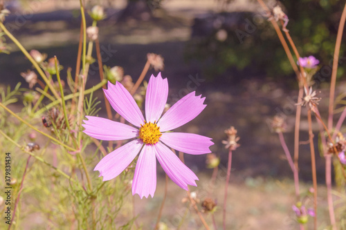 Delicate pink flower Cosmos bipinnatus in the garden on a sunny day. A beautiful garden flower of the Astrov family. Lanscape design. Close-up. photo