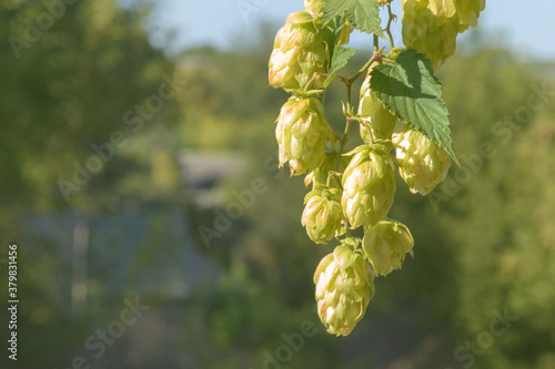 Green fruits of the plant Humulus lupulus. Hops are used in brewing, decorative gardening, pharmaceuticals, and cosmetology. Green cones of hops