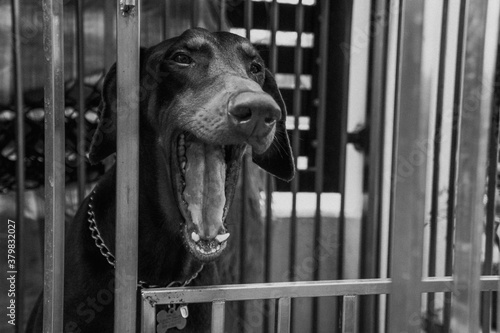 Doberman in a cage