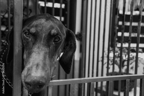 Doberman in a cage