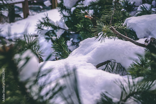 Snow on leaves