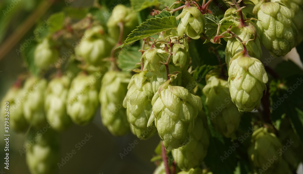 Climbing plant hops Climbing plant hops