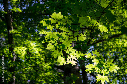 Bright green maple leaves in the forest
