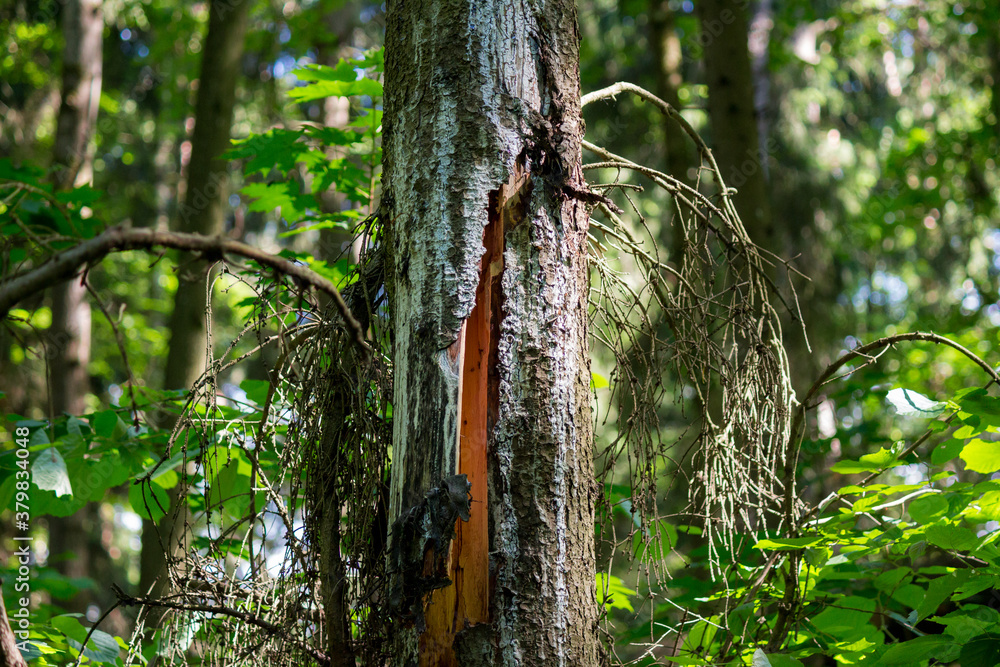 Fototapeta premium Spruce trunk with a big crack in the forest 