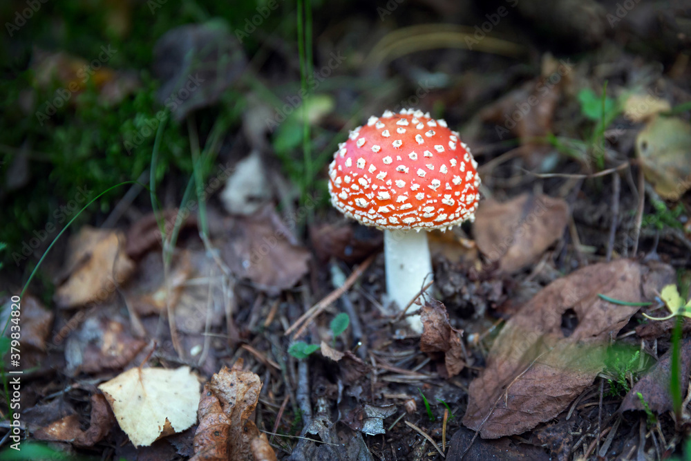 Fly agaric mushroom Fly agaric mushroom