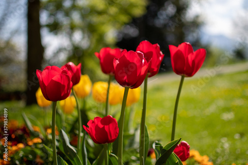 tulips © Adrian