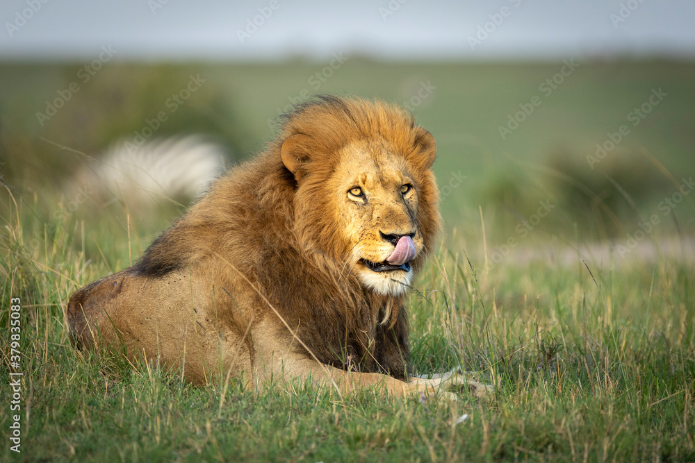 Male lion lying down in green grass licking his lips in Masai Mara in Kenya Male lion lying down in green grass licking his lips in Masai Mara in Kenya