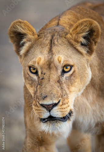 Vertical portrait of a close up of lioness  head in Ngorongoro in Tanzania