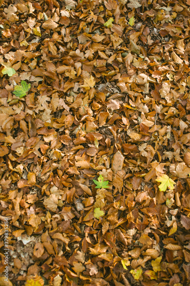 Leaves on the Ground in Autumn Leaves on the Ground in Autumn