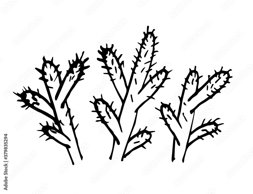 Simple hand-drawn black and white vector sketch. Set of cacti, desert plants. For label prints, element of nature. Simple hand-drawn black and white vector sketch. Set of cacti, desert plants. For label prints, element of nature.