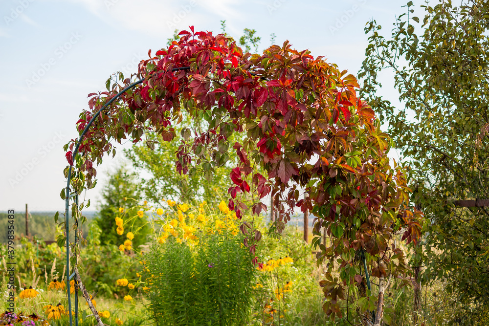 Fototapeta premium Pergola with red-green leaves of decorative grapes in the garden