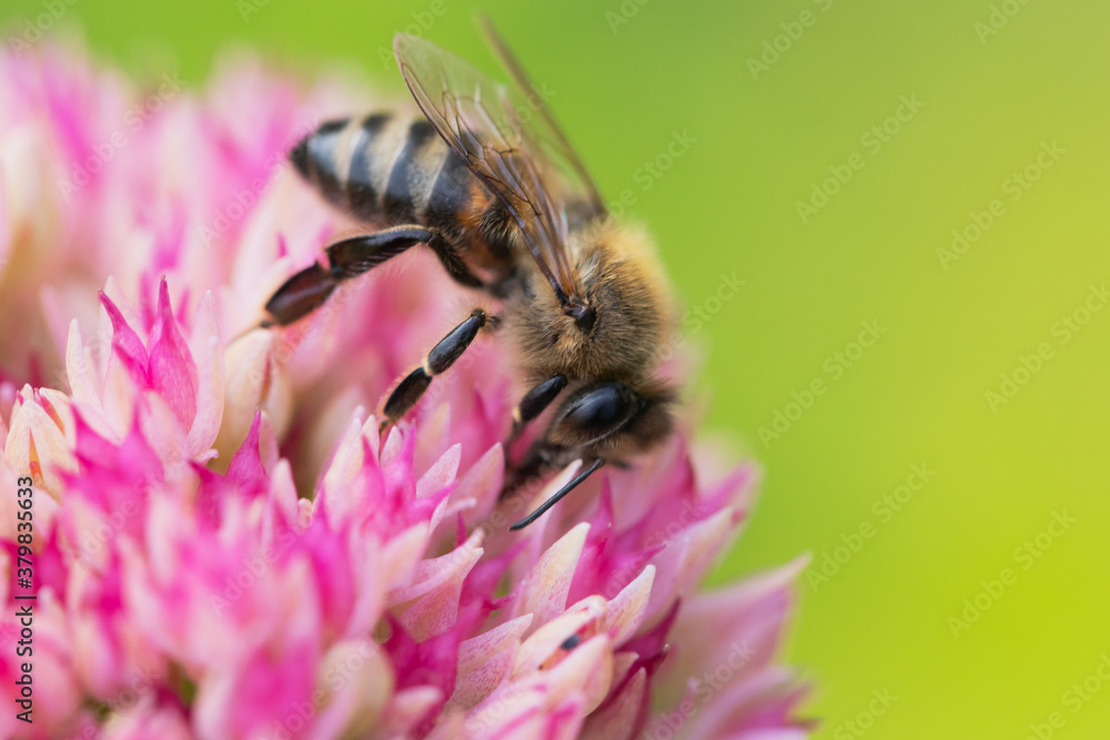 Honey bees collect pollen Spiraea flower. Macro shot. Honey bees collect pollen Spiraea flower. Macro shot.