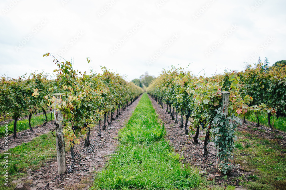 late harvest wine grapes on the vine in niagara late harvest wine grapes on the vine in niagara