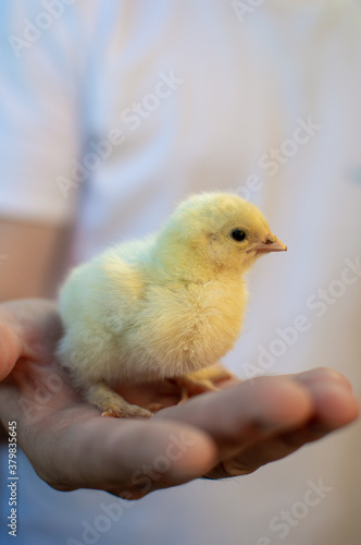 A young man is holding a small yellow chicken in his hands. Hands in the frame.