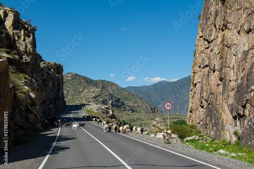 Wallpaper Mural Козы в горах Torontodigital.ca