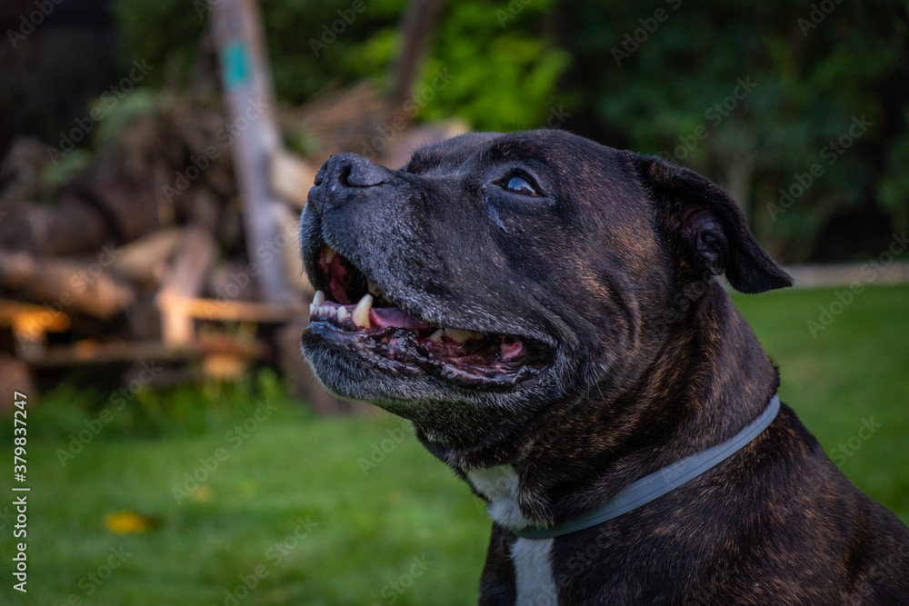 Closeup of the head of a Adult Staffordshire Bull Terrier. Fully grown dog portrait. 