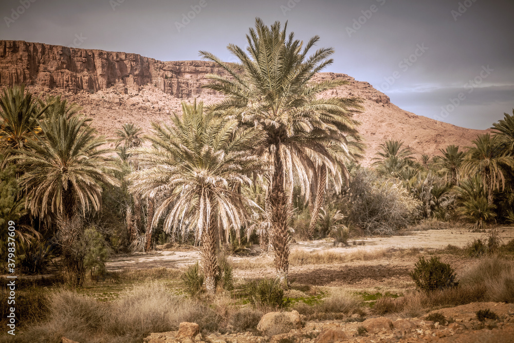 Palm trees in oasis grow in the mountain desert Palm trees in oasis grow in the mountain desert