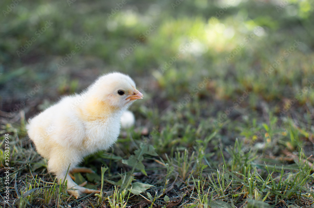 A small chicken runs on green grass.