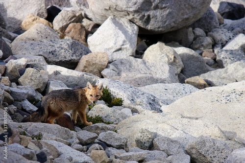 Andean Fox photo