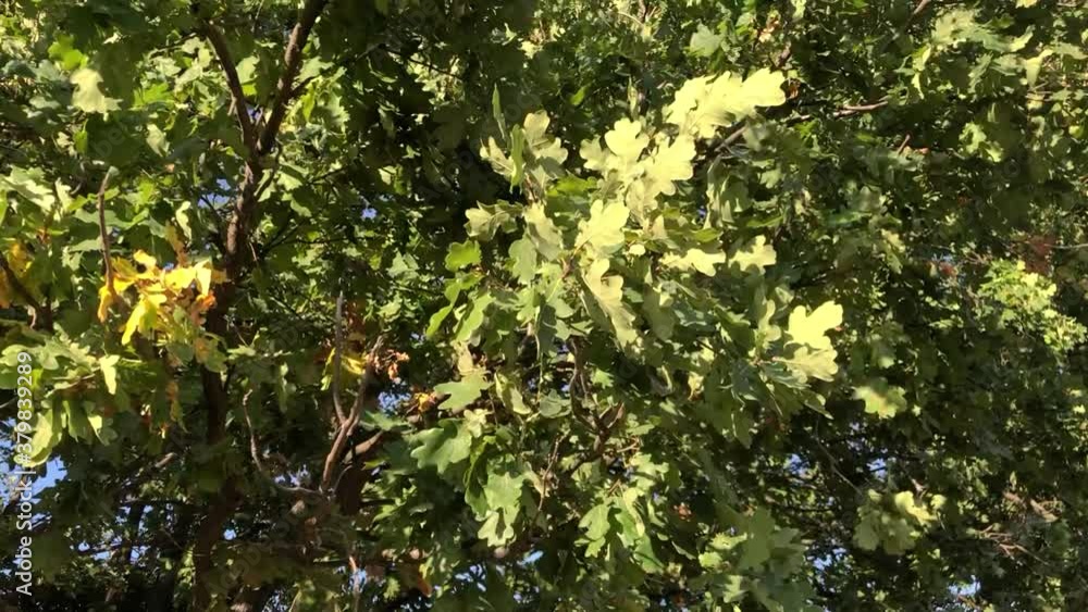 Green oak leaves and acorns close up Green oak leaves and acorns close up