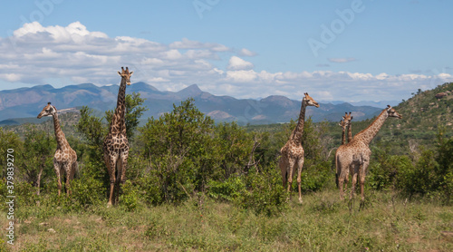 Photography Giraffe (Giraffa camelopardalis) family herd standing in the wild bush with moun