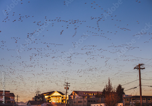 Bird migration fills sky. photo