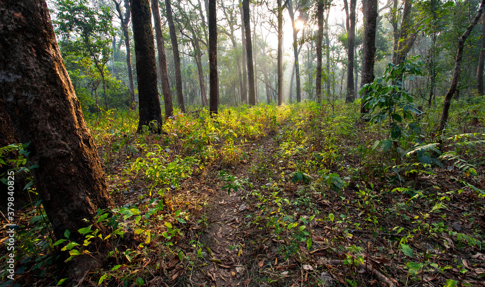 Deep forest Deep forest