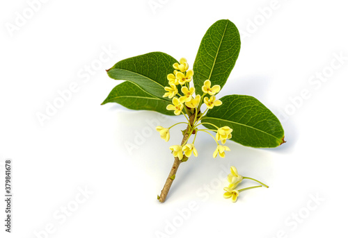 Bouquet of Sweet osmanthus or Sweet olive flowers blossom on white background