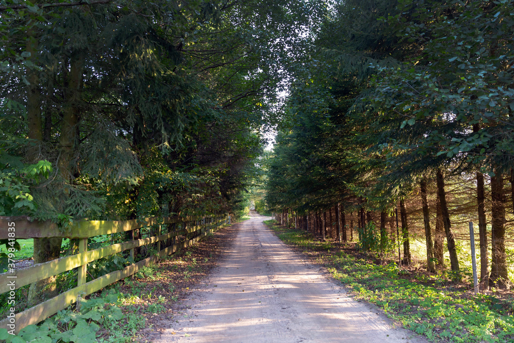 Fototapeta premium Rural road during the sunset