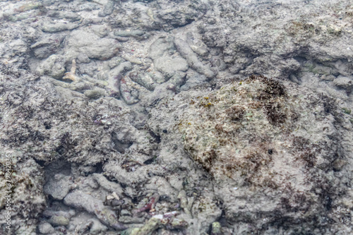 Dead corals on the coast of Andaman and Nicobar islands.