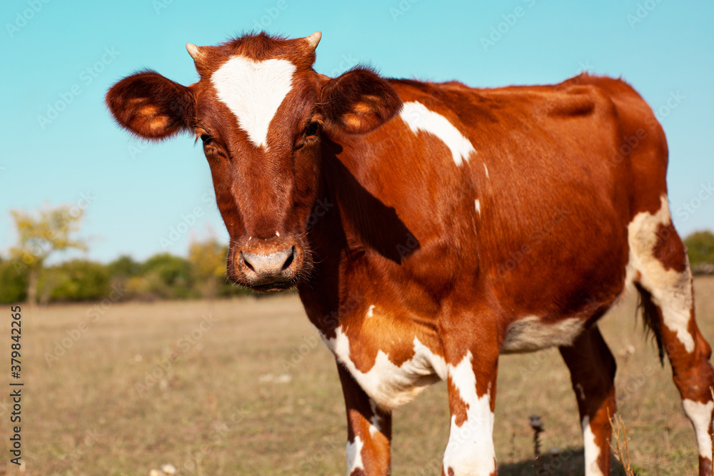 Red cow grazing in the meadow. Close-up of the muzzle of a cow. Bull, calf, livestock. Symbol of 2021. Summer concept. Red cow grazing in the meadow. Close-up of the muzzle of a cow. Bull, calf, livestock. Symbol of 2021. Summer concept.
