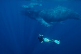 Epic underwater view of a mother and calf humpback whale and diver swimming in a clear blue water with the mother carrying her calf, Indian Ocean