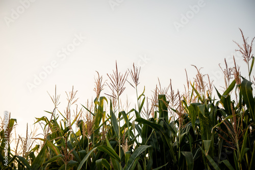 Photos the tops of the corn stalks. Agriculture. Countryside.