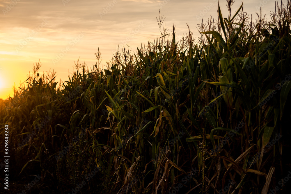 Fototapeta premium cornfield at sunset. Countryside. Agro.