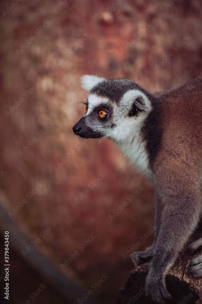 Ring-tailed lemur Ring-tailed lemur