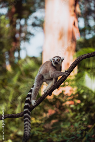 Ring-tailed lemur