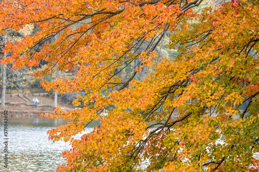 Elderly couple sitting on a park bench, Autumn
