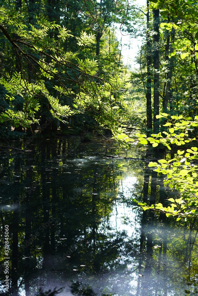 Grüne, sonnige Blätter an einer Wasserstelle im Wald (Spandauer Forst) Grüne, sonnige Blätter an einer Wasserstelle im Wald (Spandauer Forst)